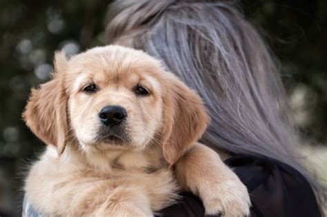 ¿cuál Es La Mejor Raza De Perro Para Una Persona Sola Iberfauna