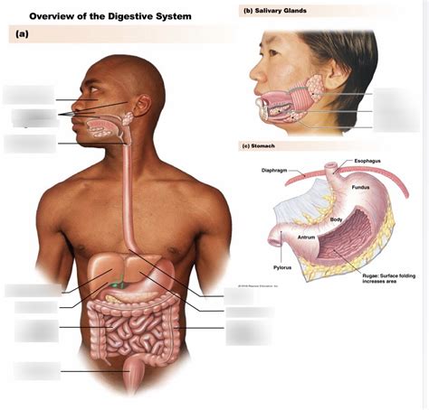 Anatomy Of The Digestive System Quizlet Anatomical Charts Posters The