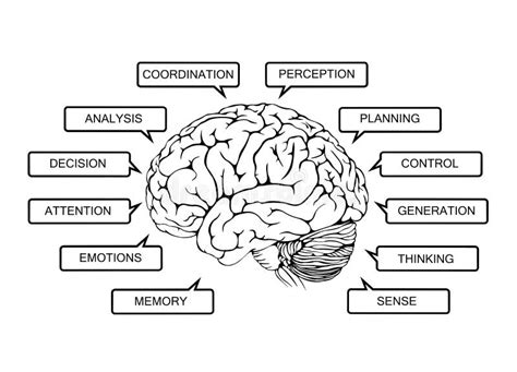 Scheme Of Functions Of The Human Brain Stock Illustration