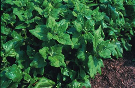Spinach New Zealand Kings Seeds Direct