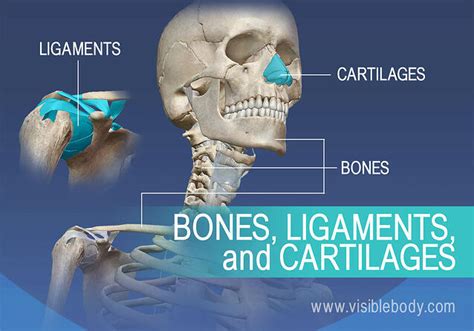 When you look at the human skeleton the 206 bones and 32 teeth stand out. Overview of Skeleton | Learn Skeleton Anatomy