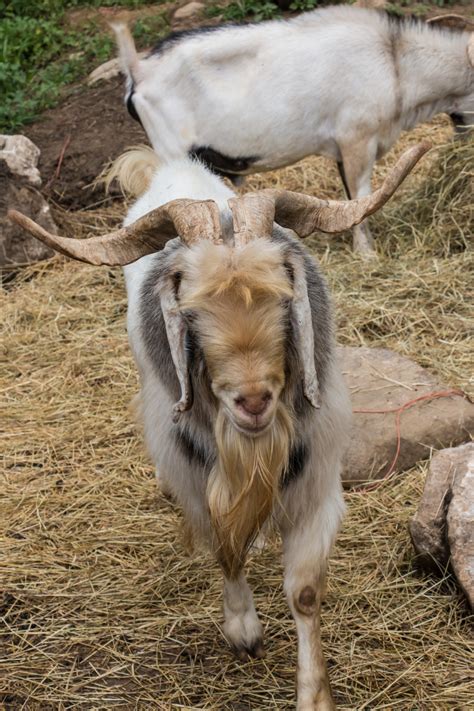 Free Images Cute Horn Fur Herd Pasture Grazing Small Mammal Fauna Playful Goats