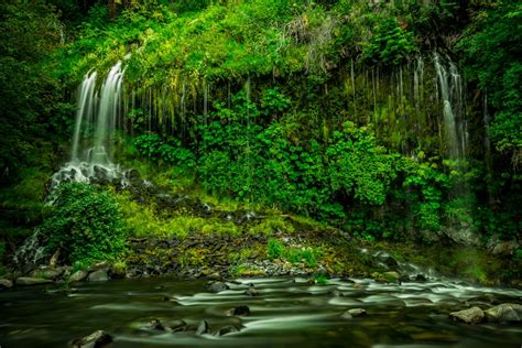 100 Stunning Rainforest Pictures Hd Download Free Images On Unsplash
