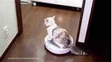 Cat On Roomba Commercial Pictures
