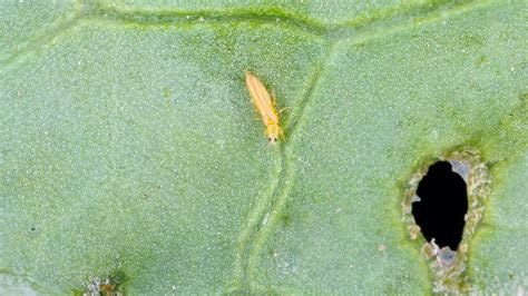 Protect Your Garden From Thrips With This Easy To Grow Perennial