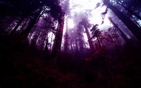 Forest Fantasy Art Photo Manipulation Purple Trees