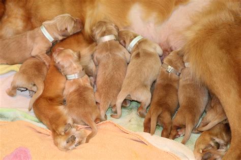 Just Born Golden Retriever