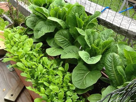 So, since i'm out a good chunk of money, ants are on my not nice list. Romaine and leaf lettuce looking pretty good in their ...