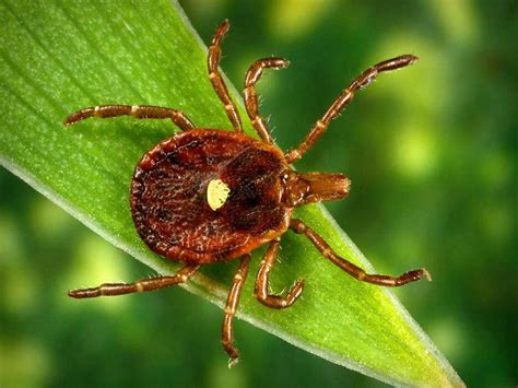Rare Meat Allergy Caused By Tick Bites May Be On The Rise The Salt Npr