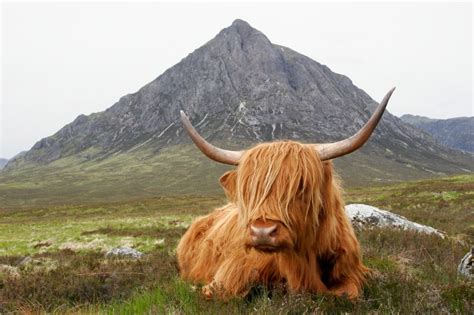 Its A Hairy Coo Scottish Love Gonna Go Find Me Some Of These