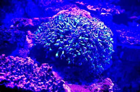 They typically live in compact colonies of many identical individual polyps. Naturkundemuseum Karlsruhe:: Korallen machen Haifisch ...