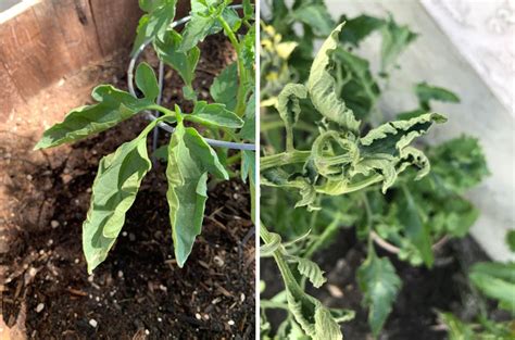 Tomato Leaves Are Curling Healthy Food Near Me