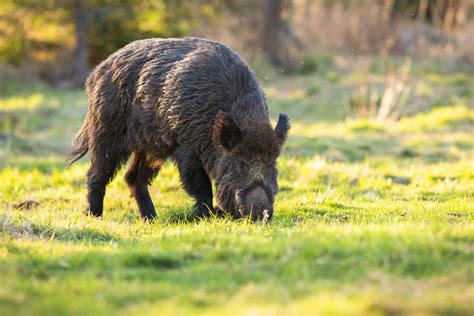 Wolf Vs Wild Boar Which Animal Would Win A Fight A Z Animals