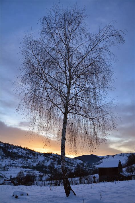 Tudor Photo Blog Botiza Rasarit De Soare Iarnawinter Sunrise