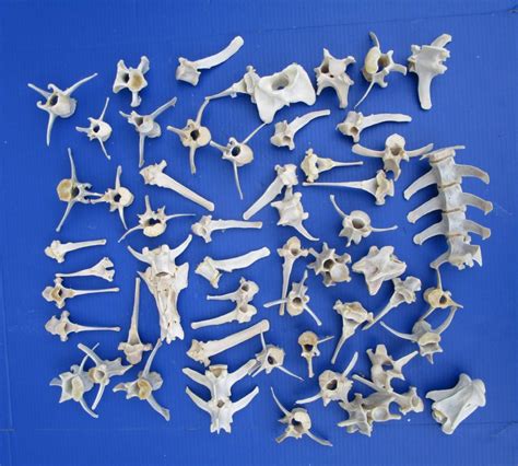 60 Authentic Whitetail Deer Vertebrae Bones Wholesale