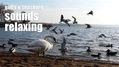 How To Relax On Seashore With Gulls And Seashore Sounds Youtube