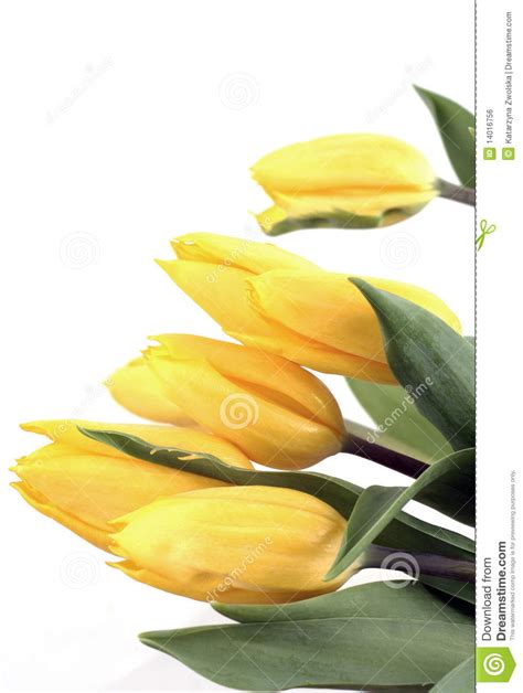 Fresh Tulip Stock Photo Image Of Freshness Tulip Leaf 14016756