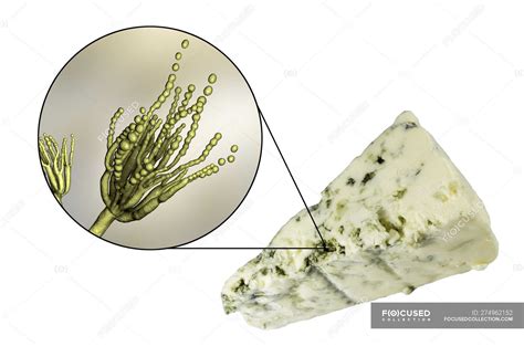 Roquefort Cheese And Digital Illustration Of Fungus Penicillium