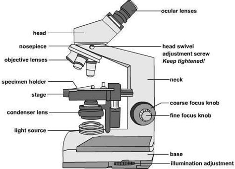 Compound Light Microscope Labeled Drawing
