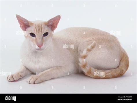 Red Tabby Point Siamese Cat With White Coat With A Hint Of Apricot And