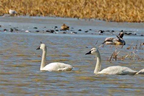 Photo Of The Week Tundra Swans In Lake Erie Marsh Lireo Designs
