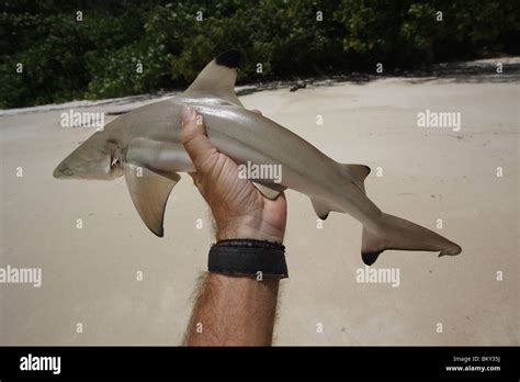 A Juvenile Black Tip Reef Shark Hunted By A Moken Sea Nomad In Ko