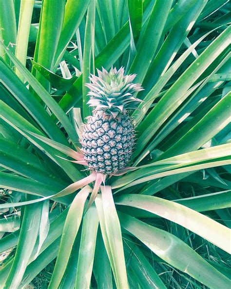 A Pineapple Tree Photograph By Judith Okoro Fine Art America