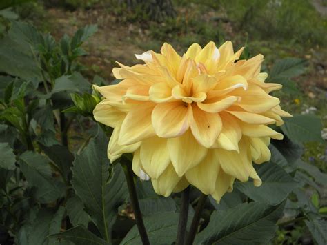 Dahlias Flower Yellow Petals Free Image Download