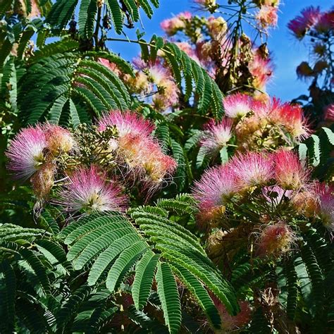Mimosa Trees For Sale At Ty Ty Nursery