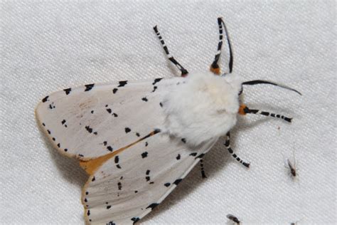 Salt Marsh Moth Hodges 8131 Project Noah