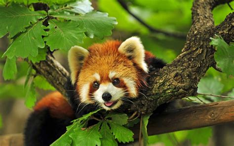 Papel De Parede Sai Animais Selvagens Panda Vermelho árvore Fauna