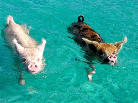 The Tiny Swimming Pigs Of Pig Beach Deep Sea News