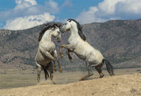 Two Gray Wild Stallions Fighting Horses Wild Horses Horse Photography