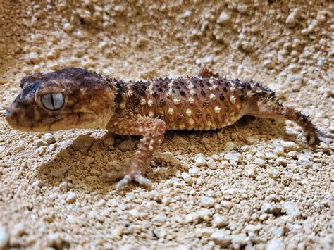 Rough Knob Tailed Gecko Ringtail Exotics Pets