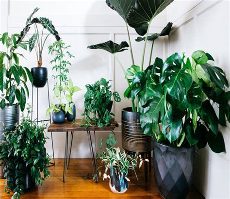 Best Indoor Plants India What Are The Benefits Of Having An Indoor Plant