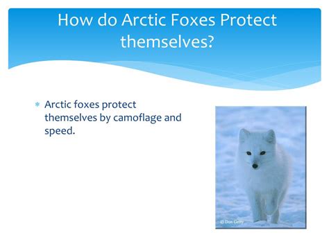 Ppt Arctic Fox Powerpoint Presentation Free Download Id2807555