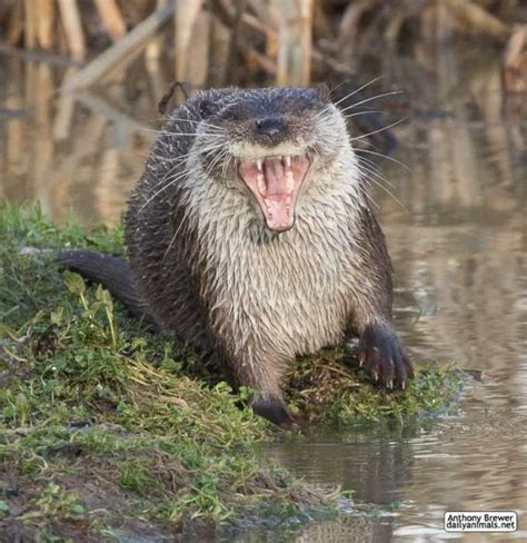 21 Funny Pictures Of Otters