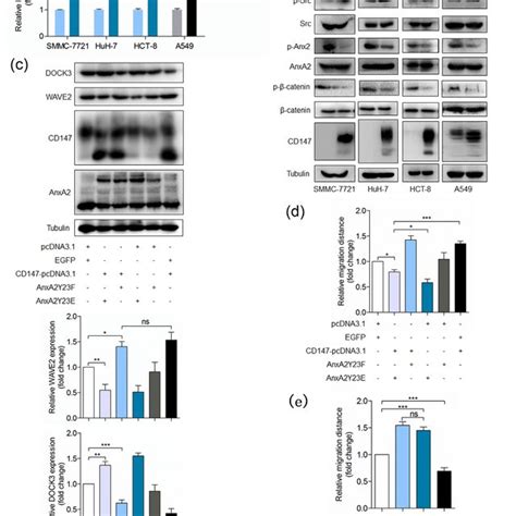 Cd147 Physically Interacts With Annexin A2 A Colocalization Of Cd147