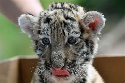 Baby Tiger Hangs Out At The Zoo Picture Cutest Baby Animals From