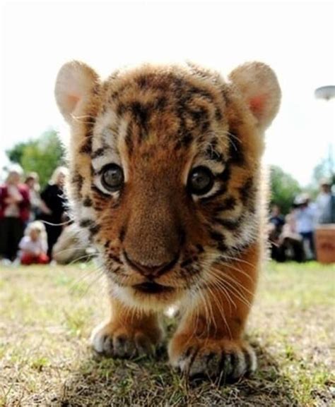 Cute Baby Tiger Pups And Stuff Pinterest