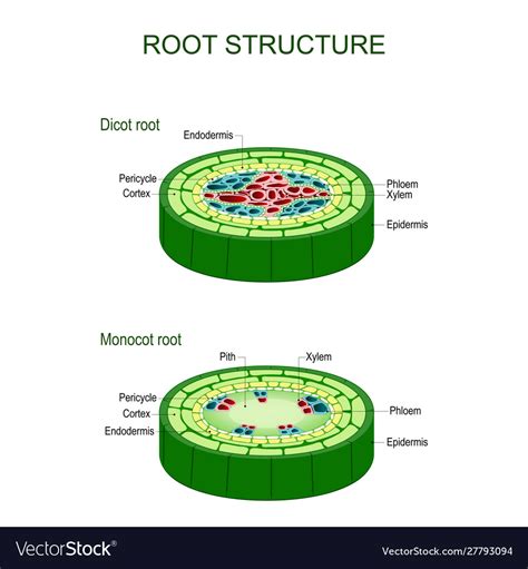 Dicot Root
