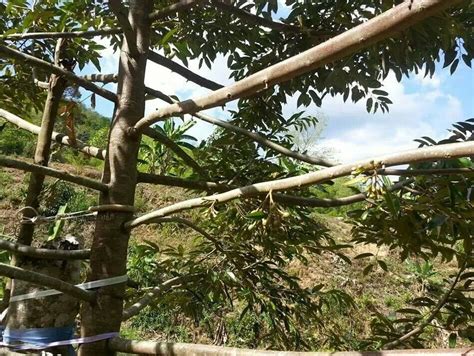 Inilah keistimewaan tanaman durian musang king kaki tiga lebih. Cara Pemangkasan Pokok Durian yang Betul Supaya Berbuah ...