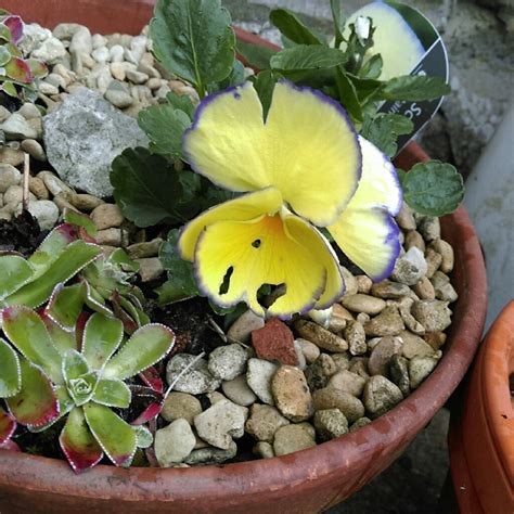 Viola Cornuta Etain Horned Pansy Etain Uploaded By Teresah