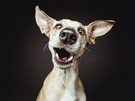 Interview Expressive Human Like Portraits Of Dogs By Elke Vogelsang