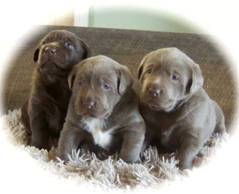 Find labrador puppies ads in our dogs & puppies category. View Ad: Labrador Retriever Puppy for Sale, Michigan, PIGEON