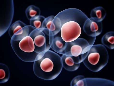 Unipotent Stem Cells Definition