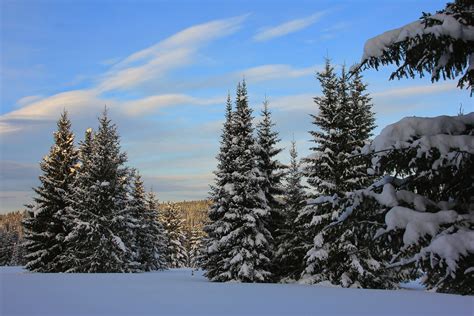 Winter Sky Fir Snow Nature Wallpapers Hd Desktop And Mobile