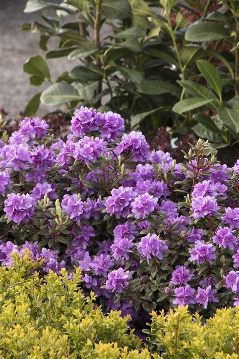 Evergreen Flowering Shrubs Partial Shade Okejely Garden Plant