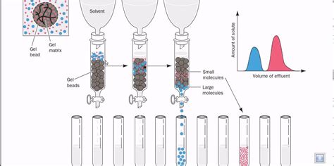 Gel Filtration Chromatography Protein Of Interest Is The Smaller