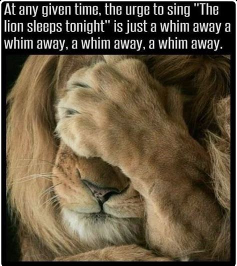 Pin By Jennifer Dugger On Humor The Lion Sleeps Tonight Funny